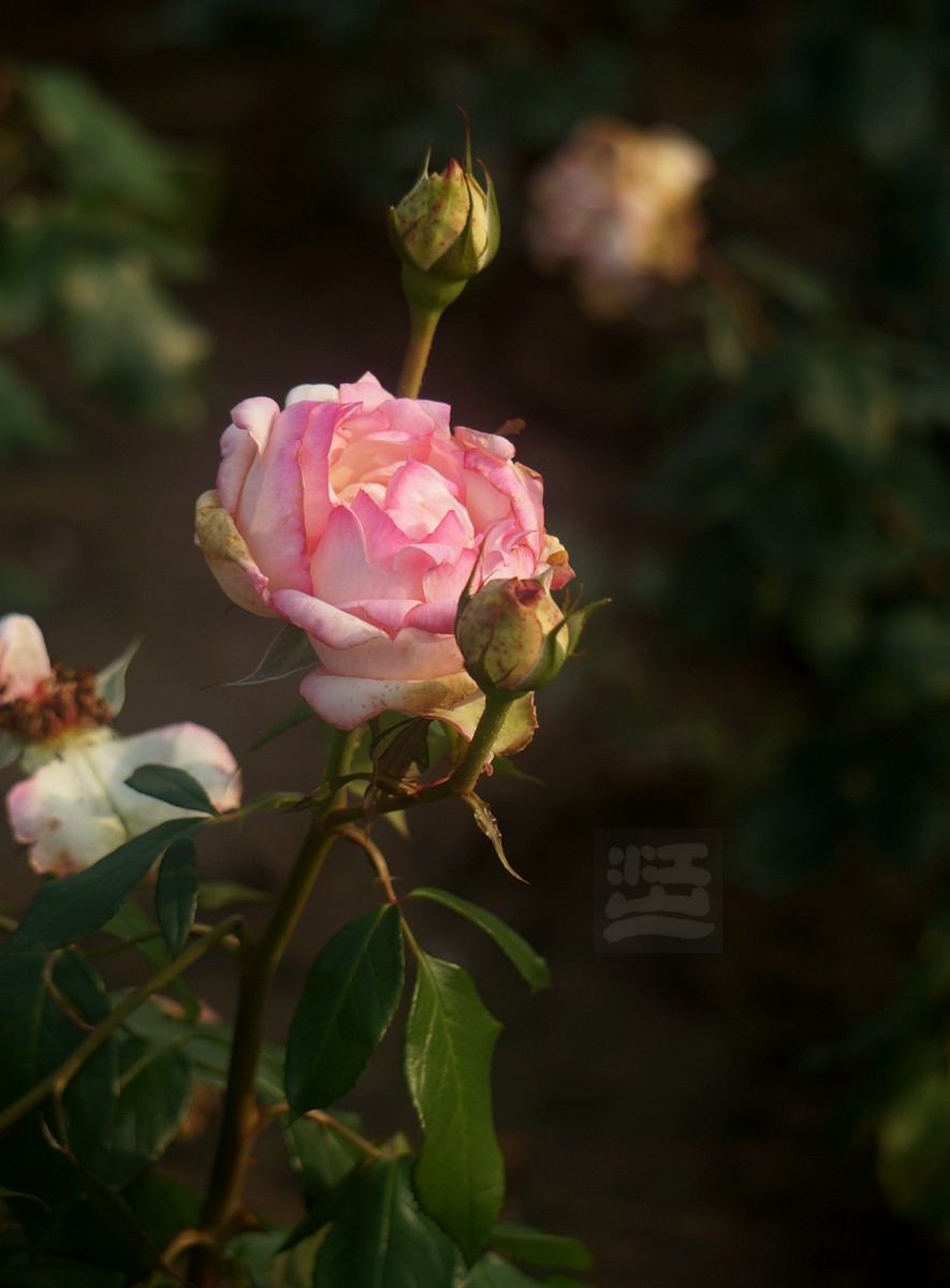 千姿百态*和平公园月季园——武汉随笔