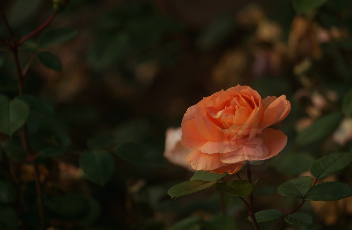 千姿百态*和平公园月季园——武汉随笔