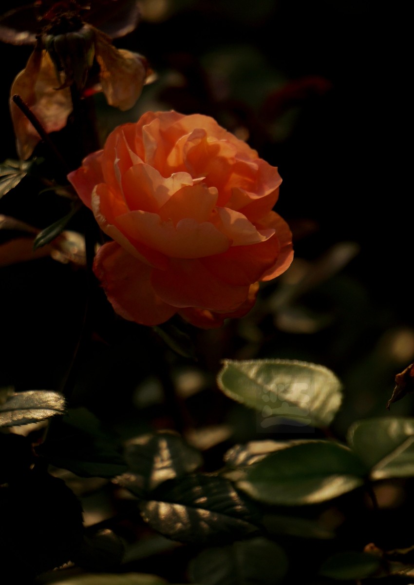 千姿百态*和平公园月季园——武汉随笔