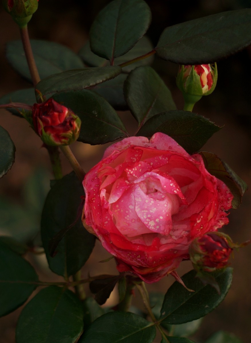 千姿百态*和平公园月季园——武汉随笔