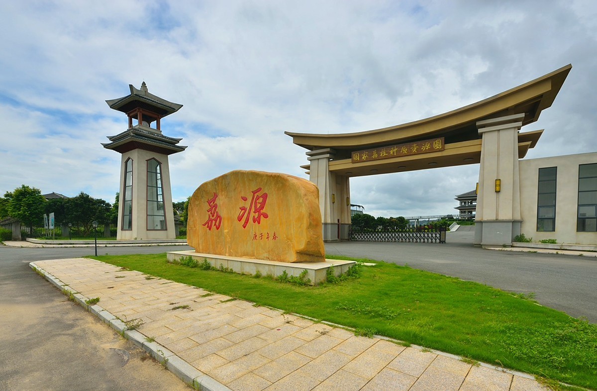 国家荔枝种质资源圃