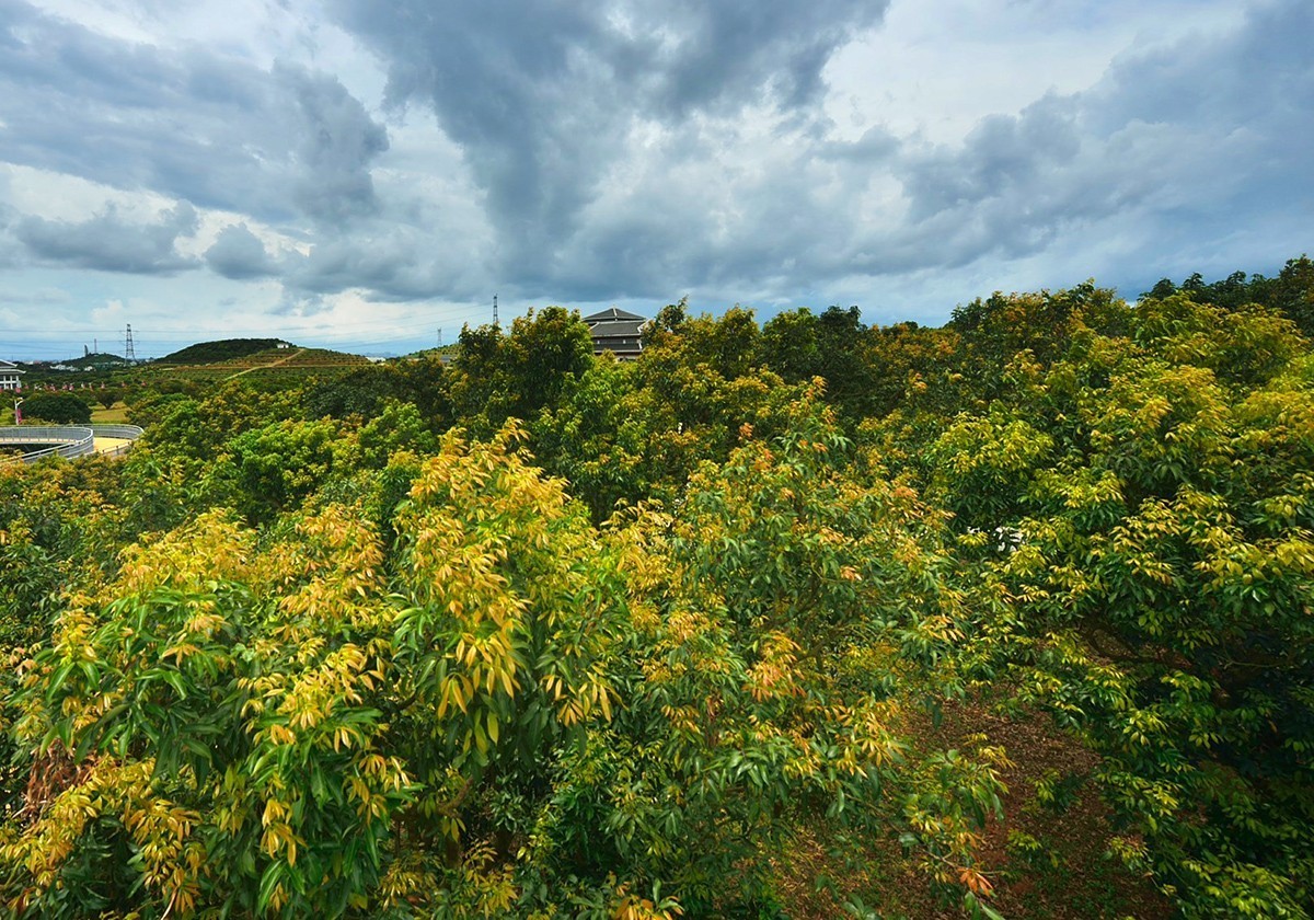 国家荔枝种质资源圃