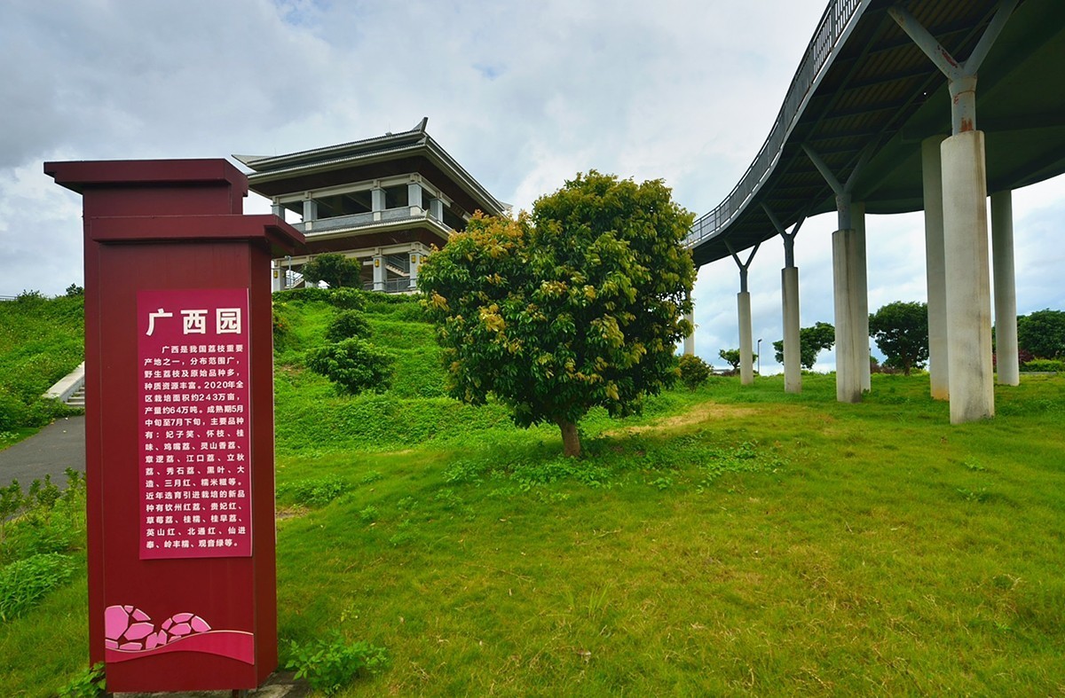 国家荔枝种质资源圃