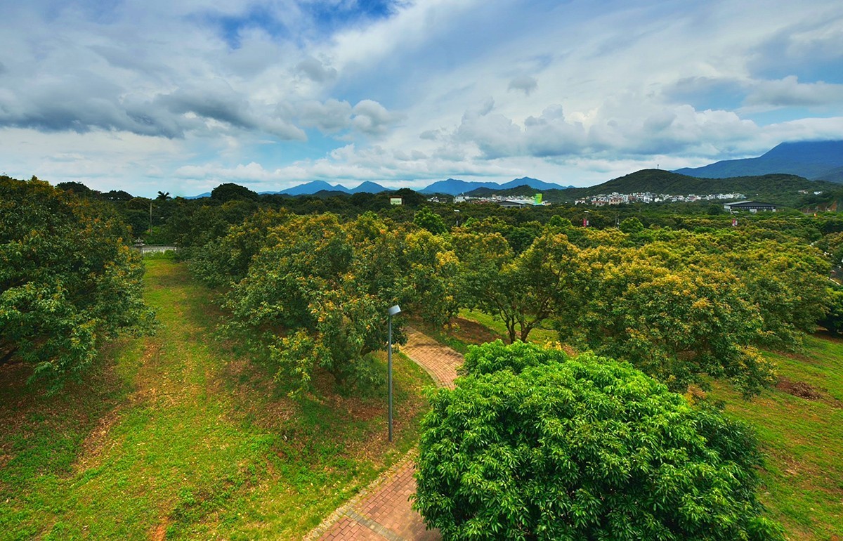 国家荔枝种质资源圃
