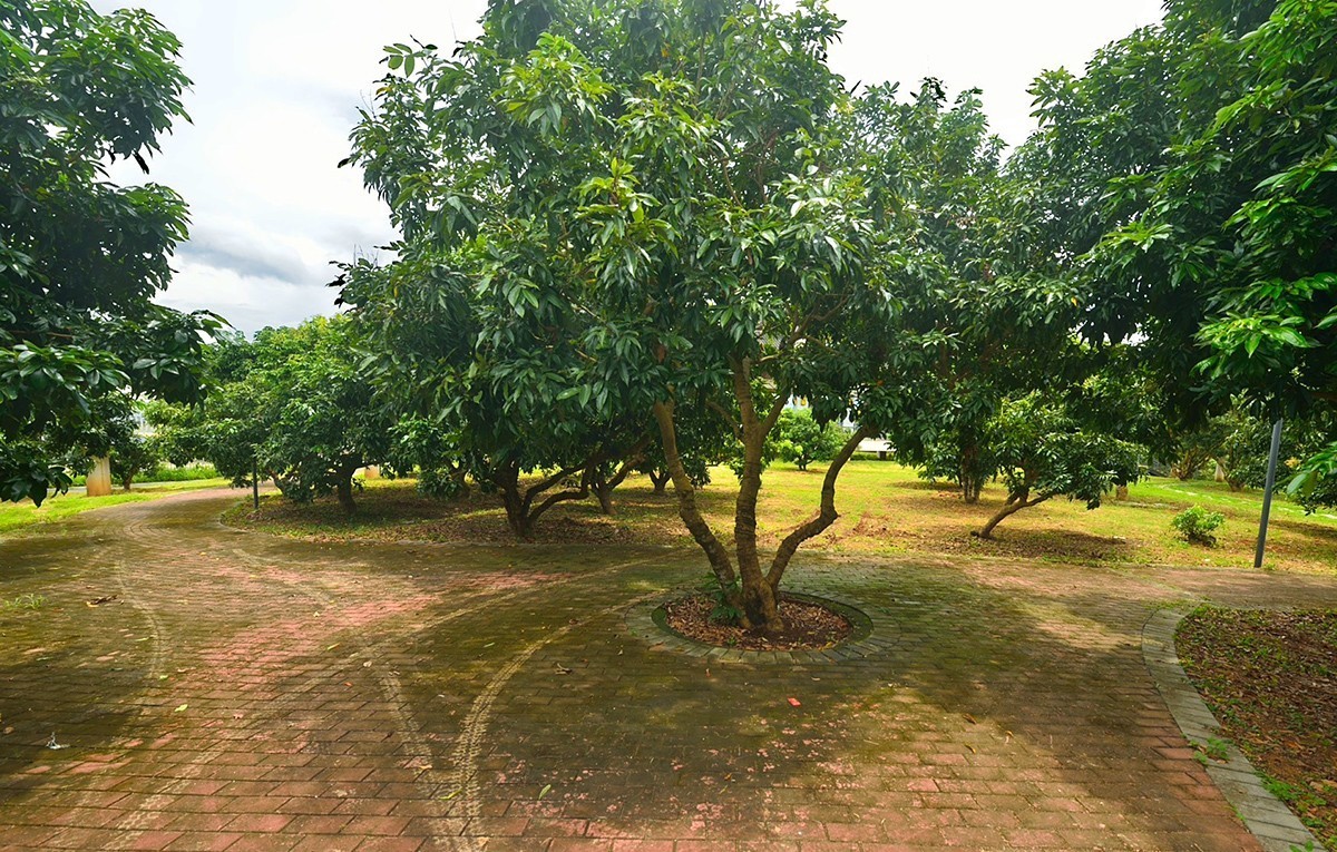 国家荔枝种质资源圃