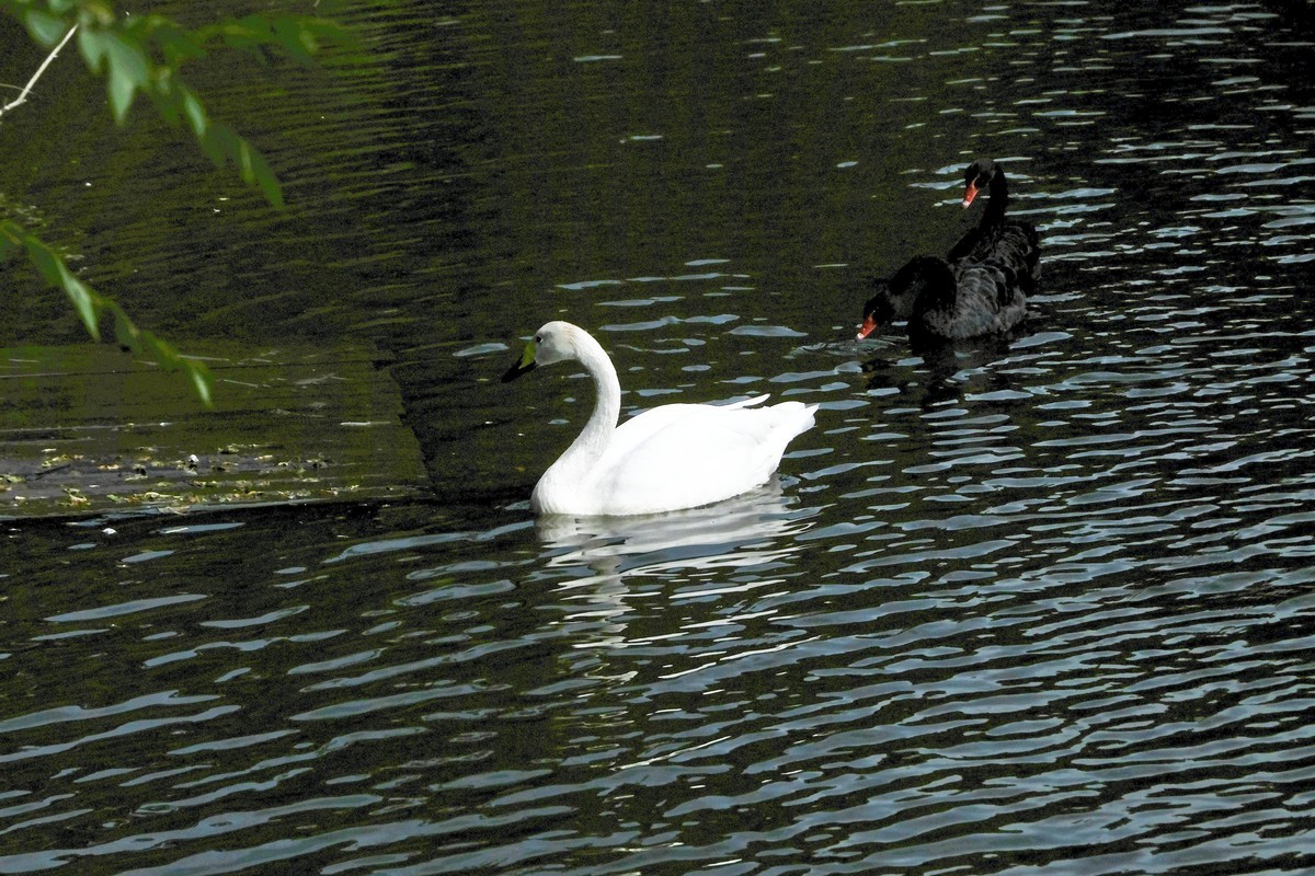哈尔滨太阳岛公园（4）