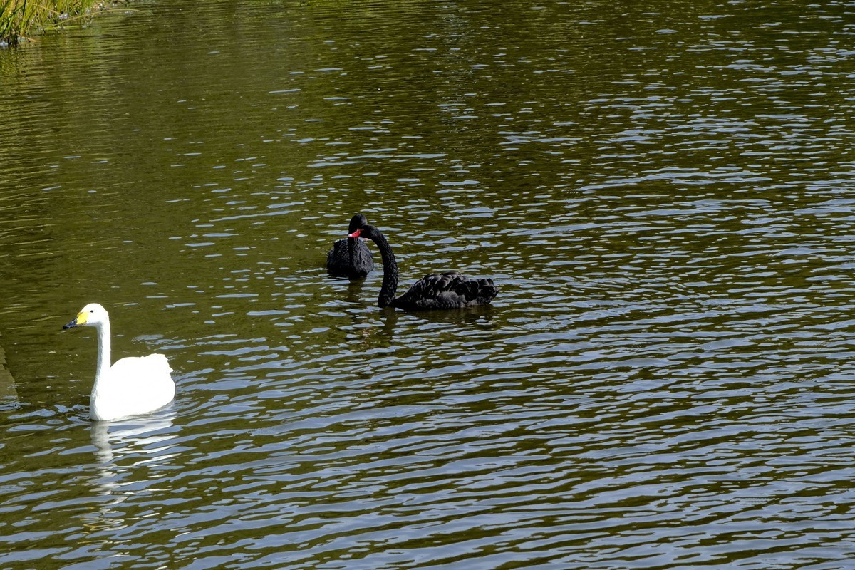哈尔滨太阳岛公园（4）