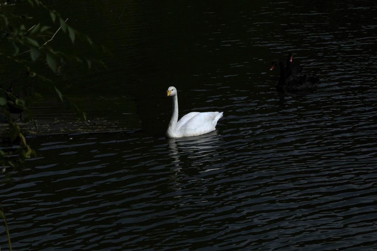 哈尔滨太阳岛公园（4）