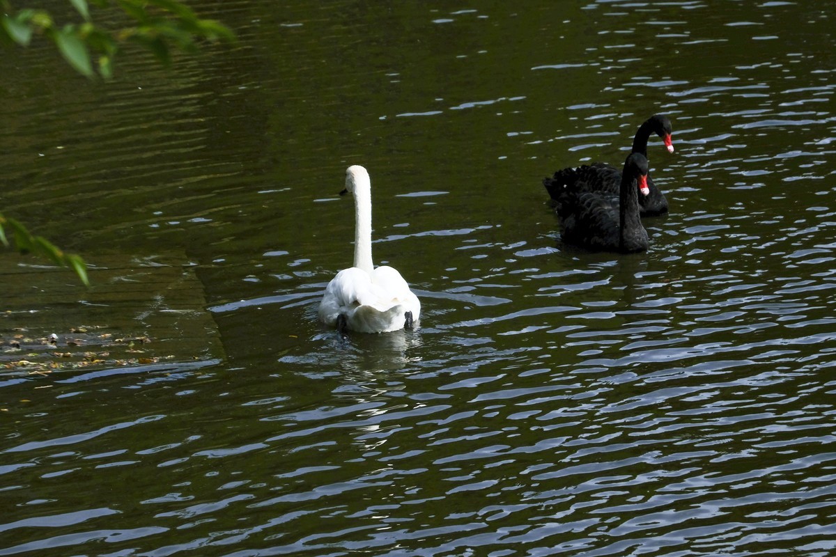 哈尔滨太阳岛公园（4）