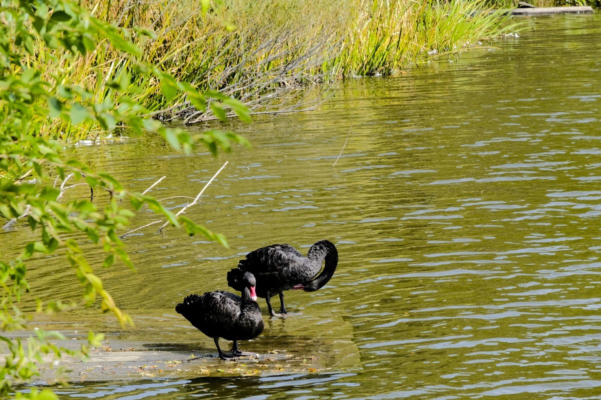 哈尔滨太阳岛公园（4）