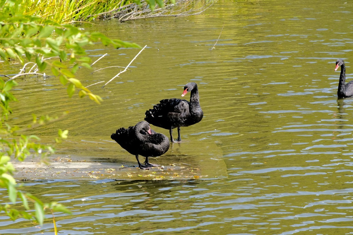 哈尔滨太阳岛公园（4）