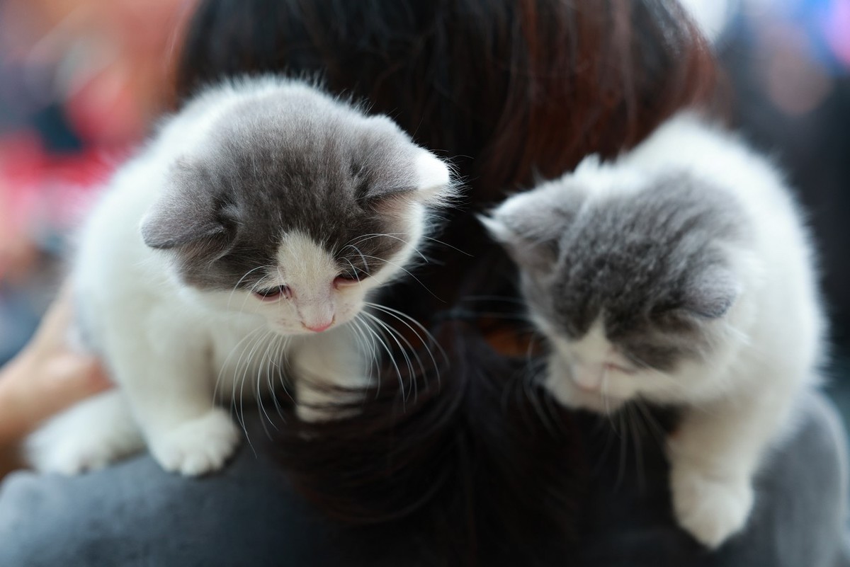 猫    咪