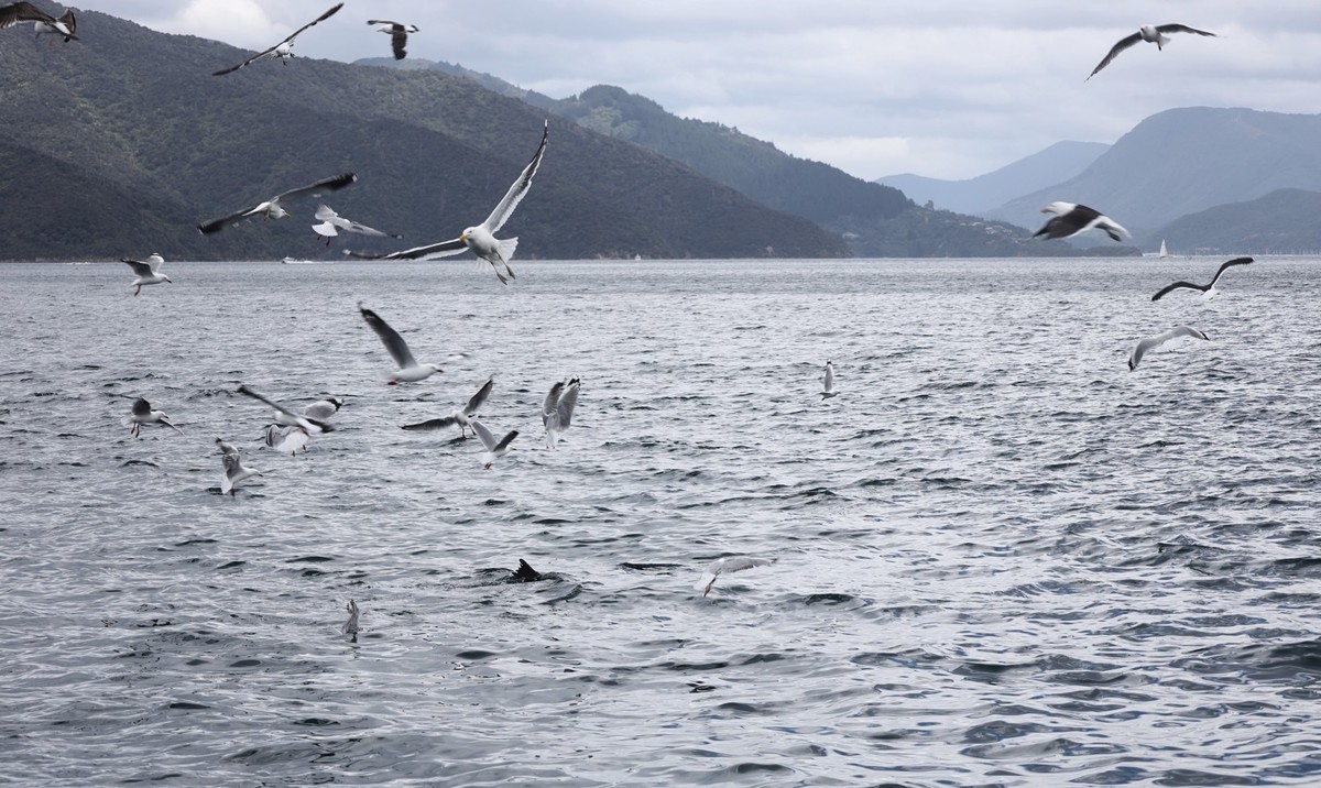 海豹与海鸟一起猎鱼场景抓拍