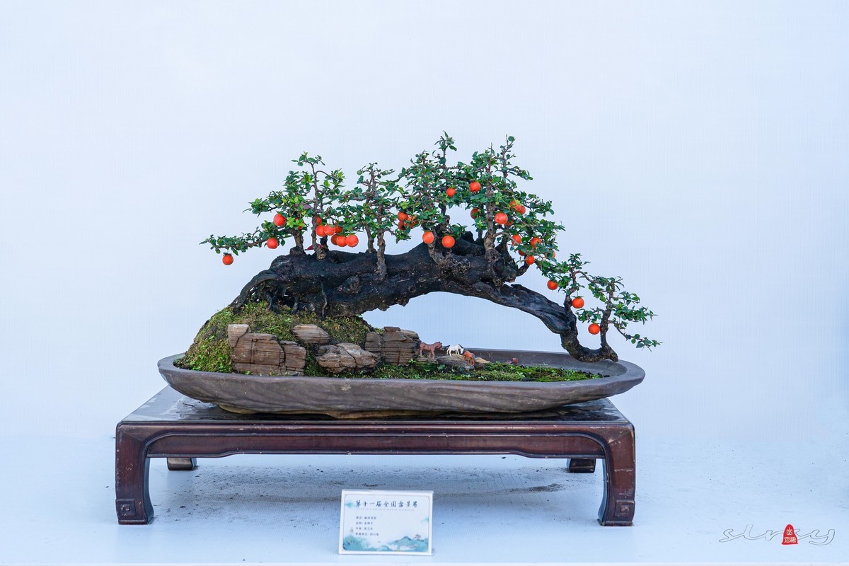 第十一届全国盆景展（四）果实类（1）