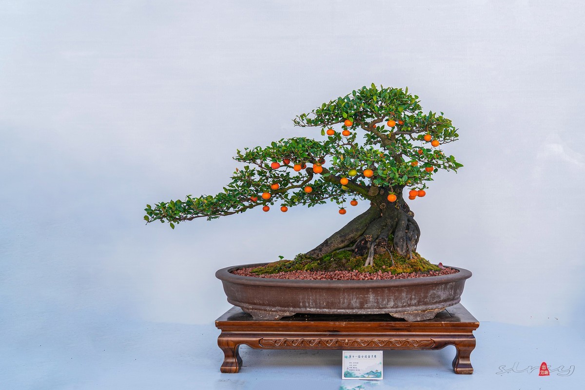第十一届全国盆景展（四）果实类（1）