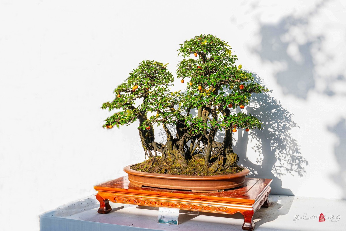 第十一届全国盆景展（四）果实类（1）