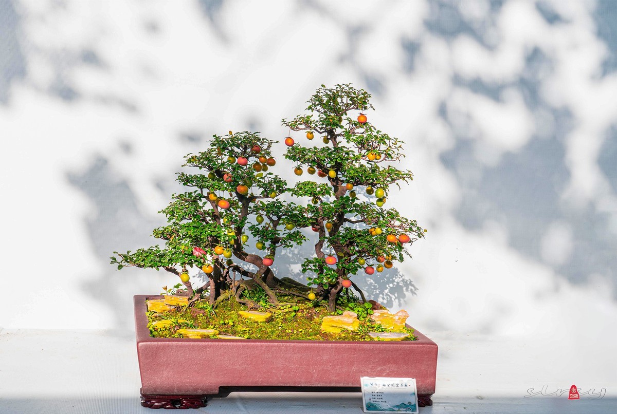 第十一届全国盆景展（四）果实类（1）