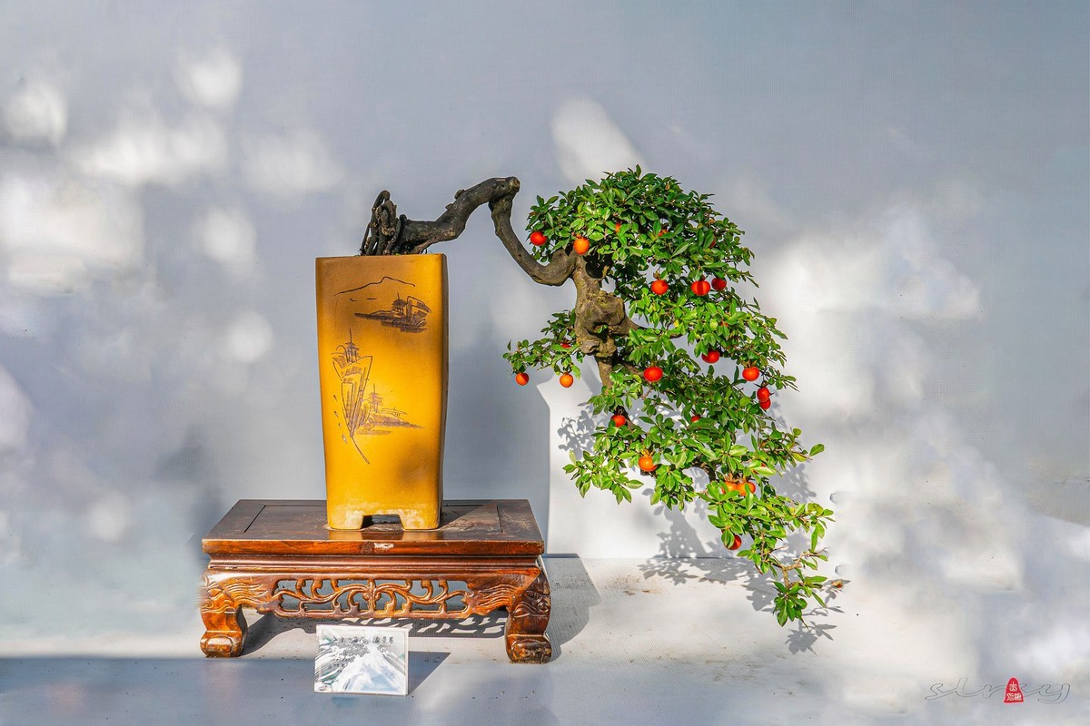 第十一届全国盆景展（四）果实类（1）