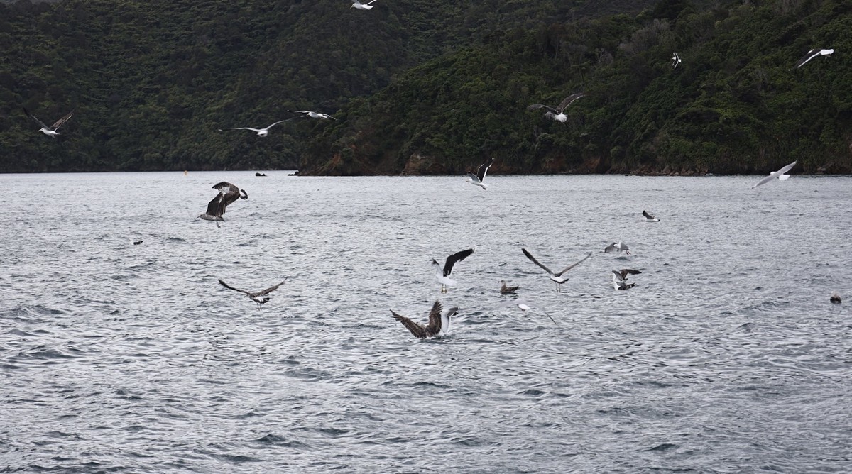海豹与海鸟一起猎鱼场景抓拍