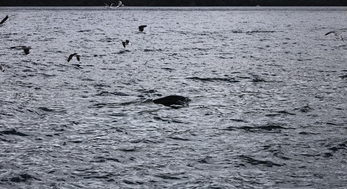 海豹与海鸟一起猎鱼场景抓拍
