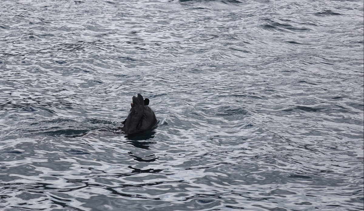 海豹与海鸟一起猎鱼场景抓拍
