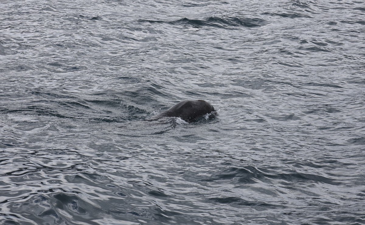 海豹与海鸟一起猎鱼场景抓拍