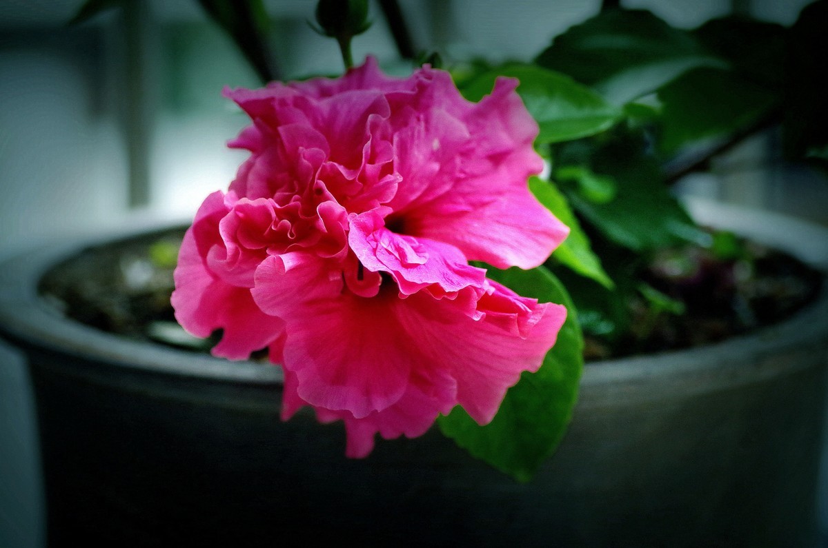 阳台上的花（13）