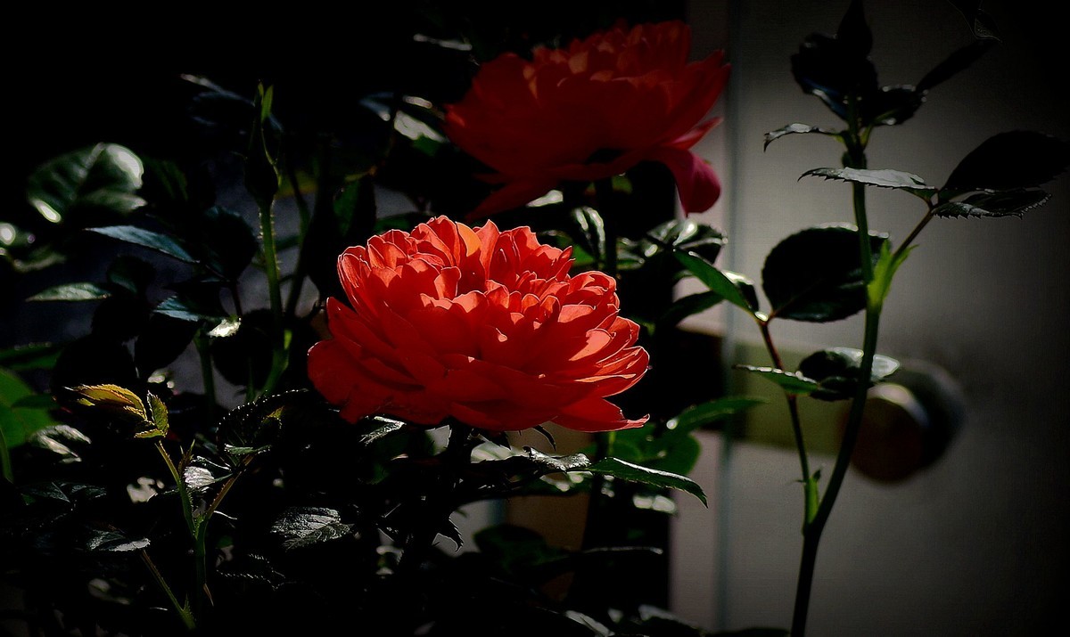 阳台上的花（13）