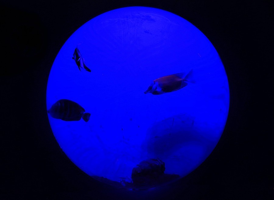 《不老松：纪实摄影》【山河锦绣】（20）雄安郊野公园：海洋舘：玻璃球中的魚儿！