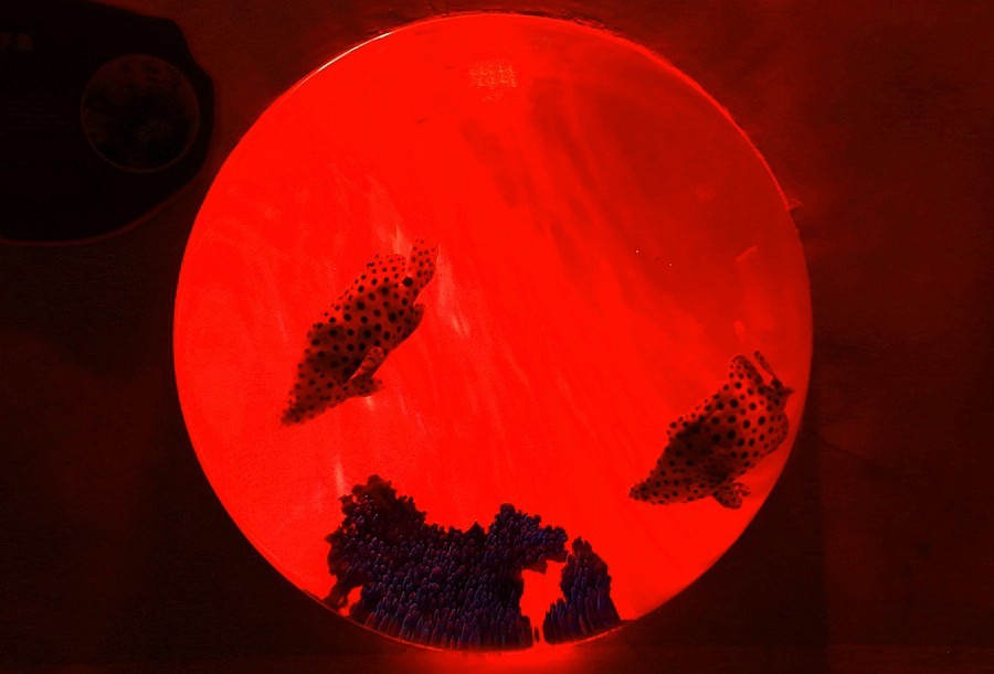 《不老松：纪实摄影》【山河锦绣】（20）雄安郊野公园：海洋舘：玻璃球中的魚儿！