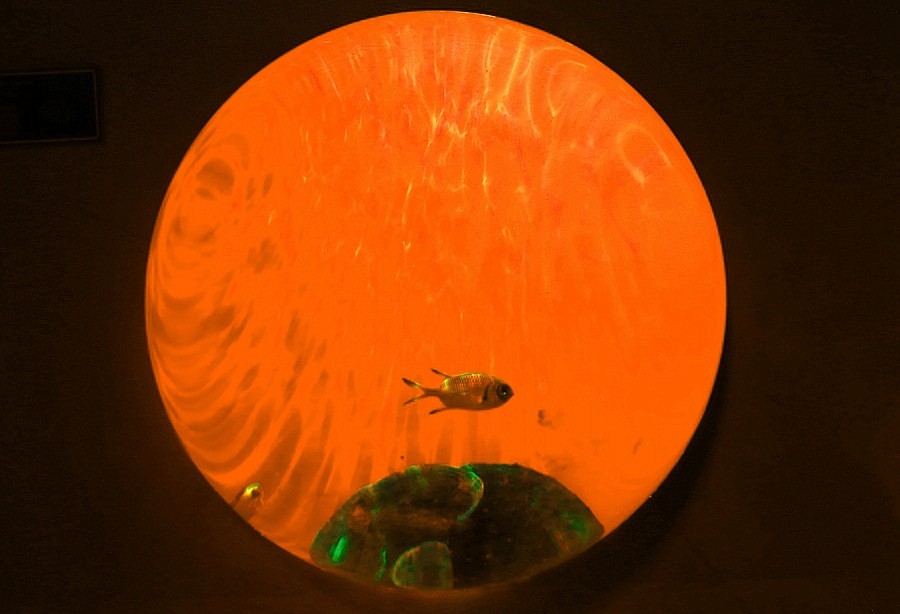 《不老松：纪实摄影》【山河锦绣】（20）雄安郊野公园：海洋舘：玻璃球中的魚儿！