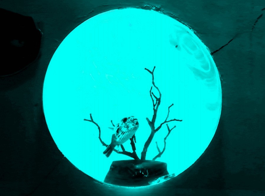 《不老松：纪实摄影》【山河锦绣】（20）雄安郊野公园：海洋舘：玻璃球中的魚儿！