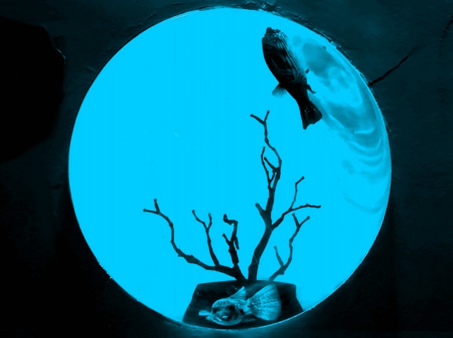 《不老松：纪实摄影》【山河锦绣】（20）雄安郊野公园：海洋舘：玻璃球中的魚儿！