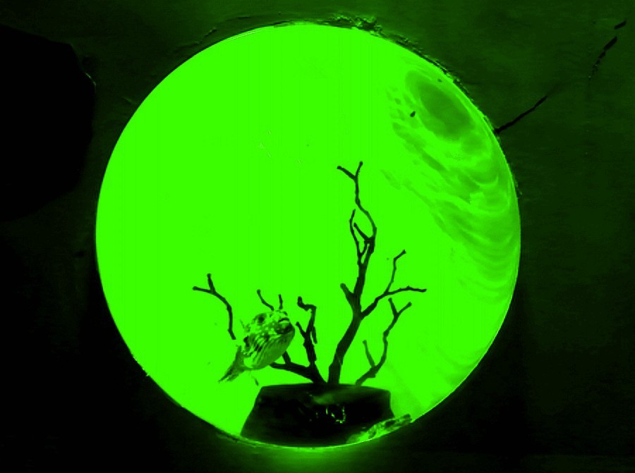 《不老松：纪实摄影》【山河锦绣】（20）雄安郊野公园：海洋舘：玻璃球中的魚儿！