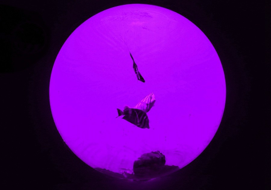 《不老松：纪实摄影》【山河锦绣】（20）雄安郊野公园：海洋舘：玻璃球中的魚儿！