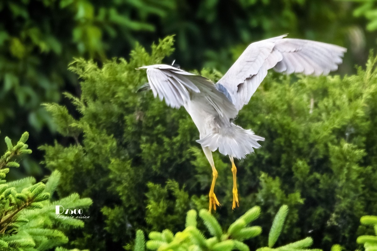 夜鹭&池鹭（10）