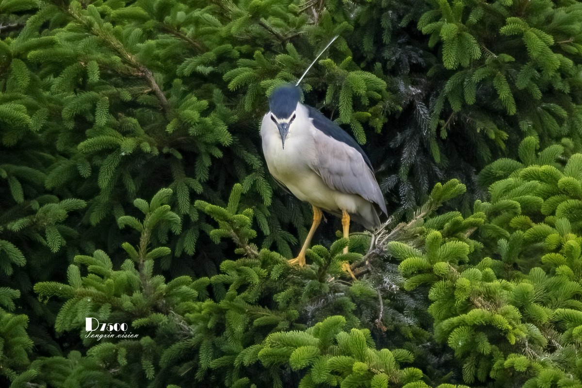 夜鹭&池鹭（10）