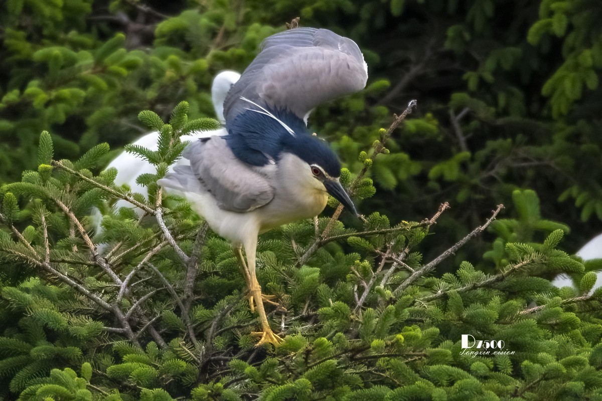 夜鹭&池鹭（10）