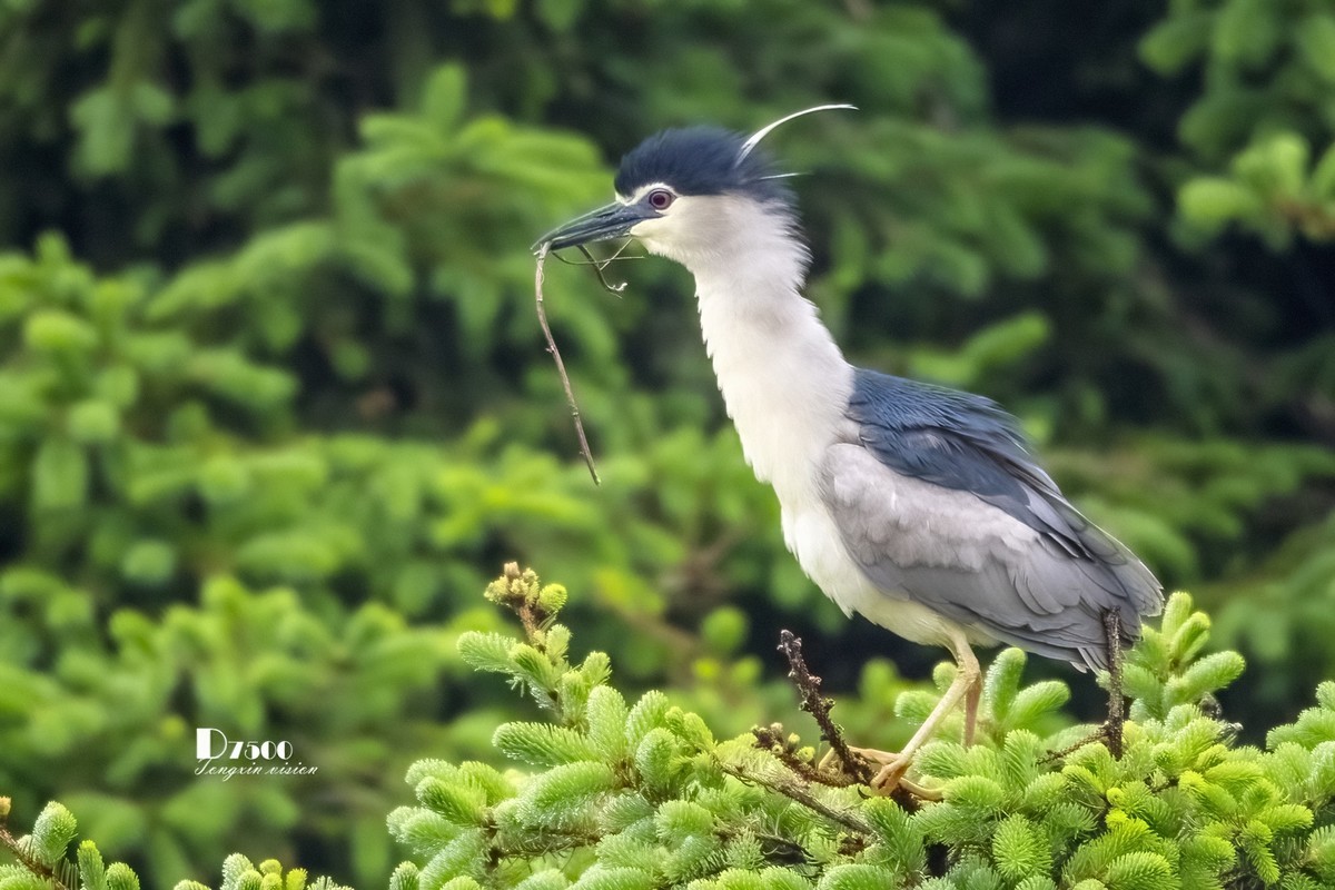 夜鹭&池鹭（10）