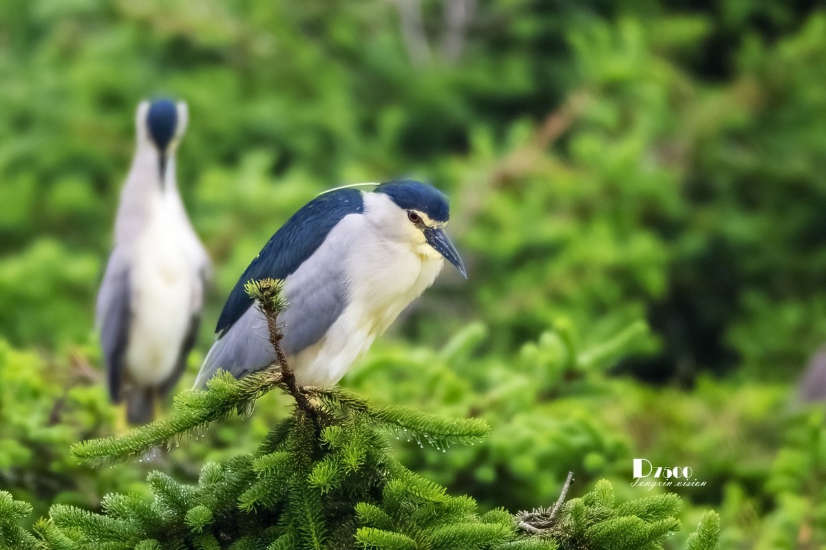 夜鹭&池鹭（10）