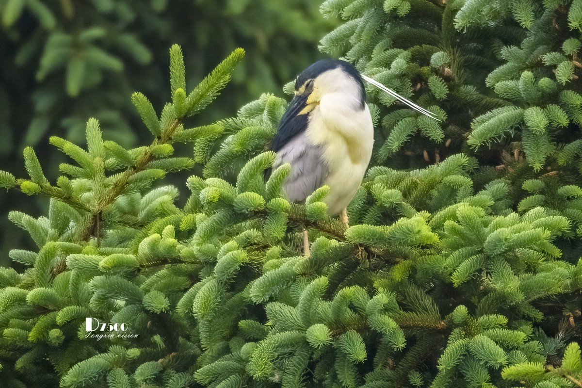夜鹭&池鹭（10）
