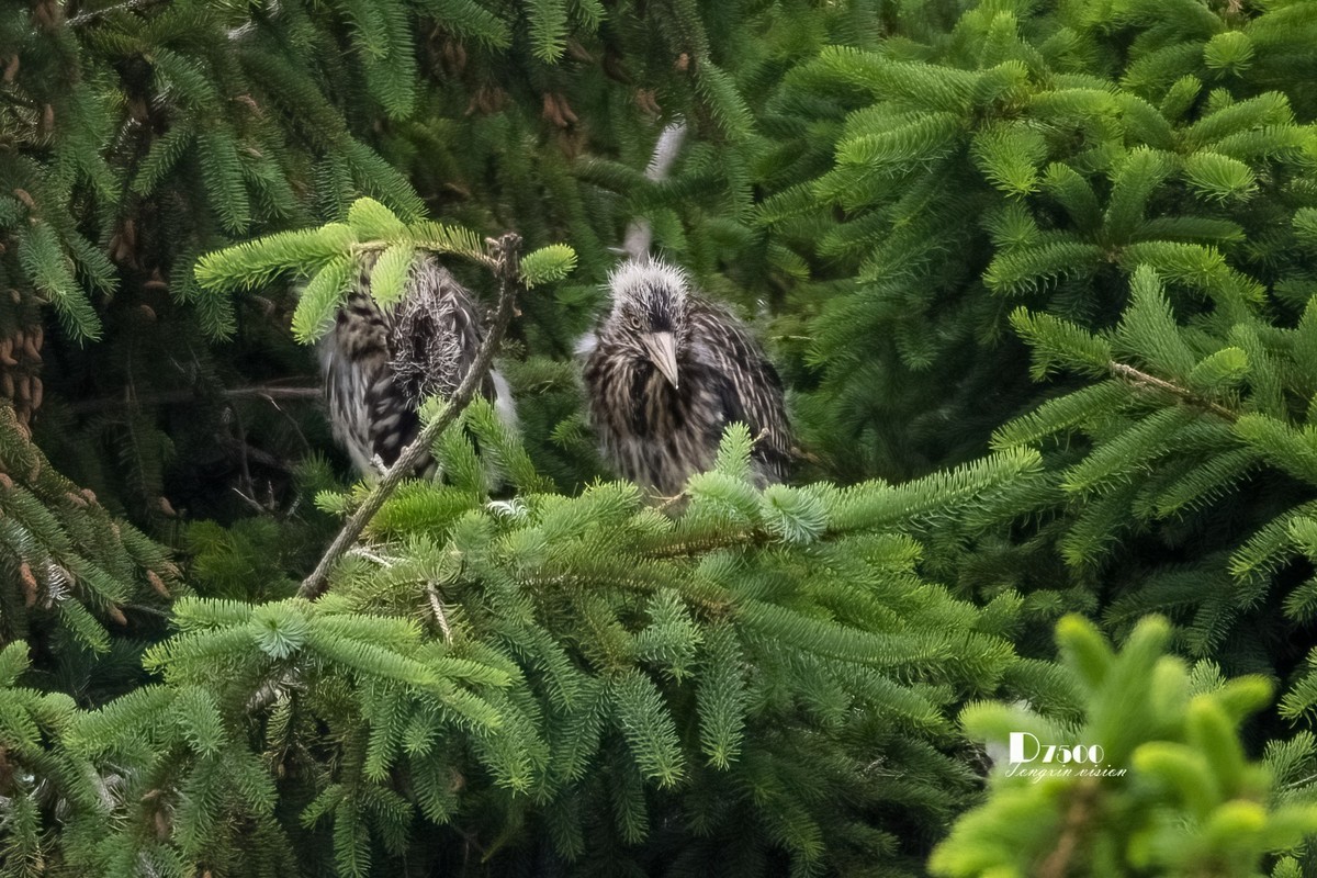 夜鹭&池鹭（10）