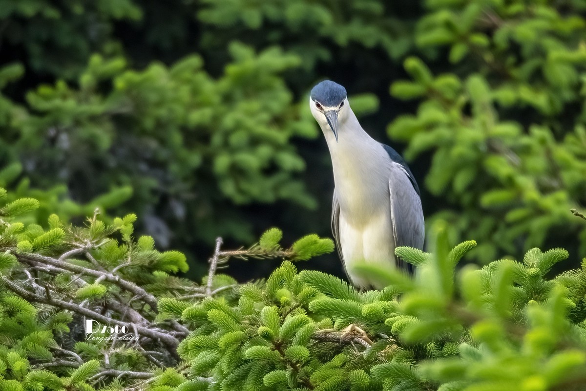 夜鹭&池鹭（10）