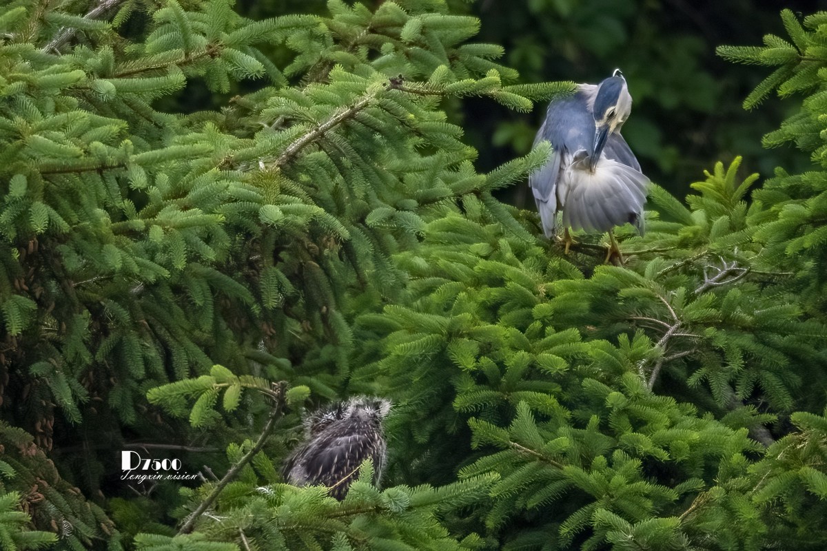 夜鹭&池鹭（10）