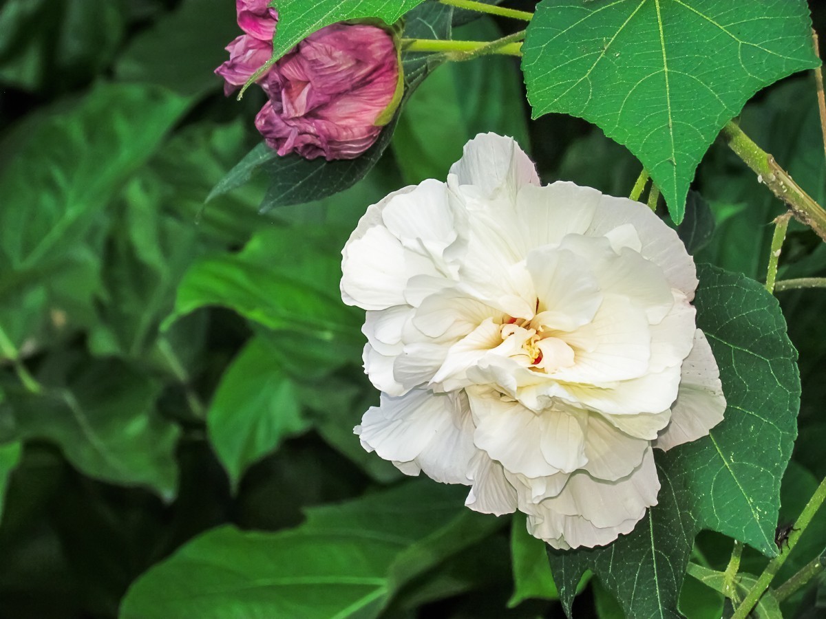 芙蓉花