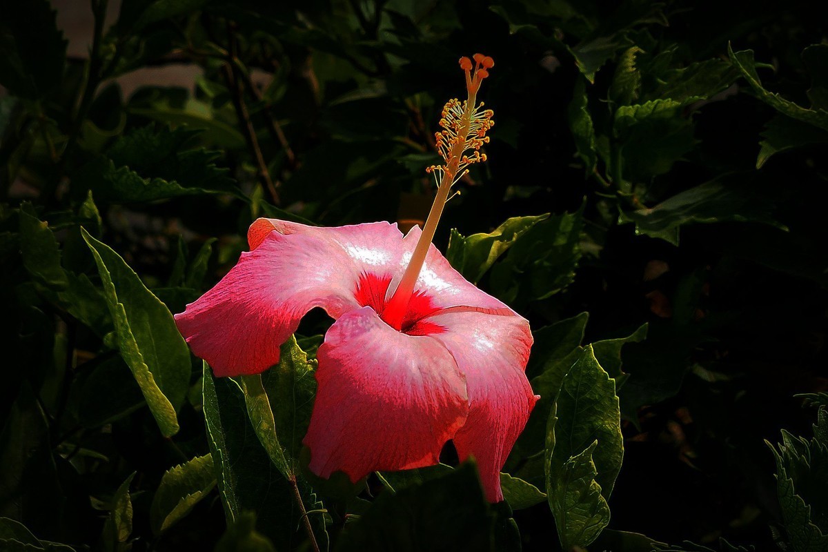朱槿花（1）