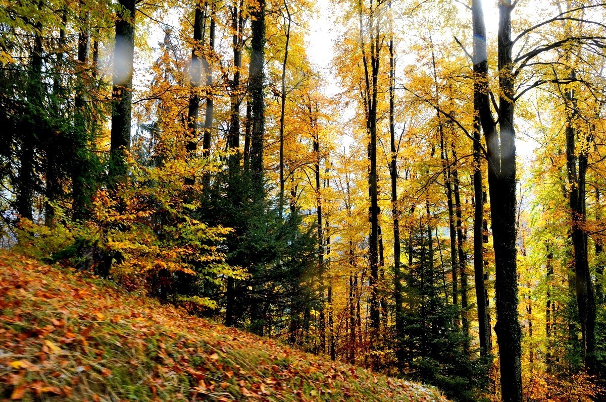 阿尔卑斯山脚下的风光