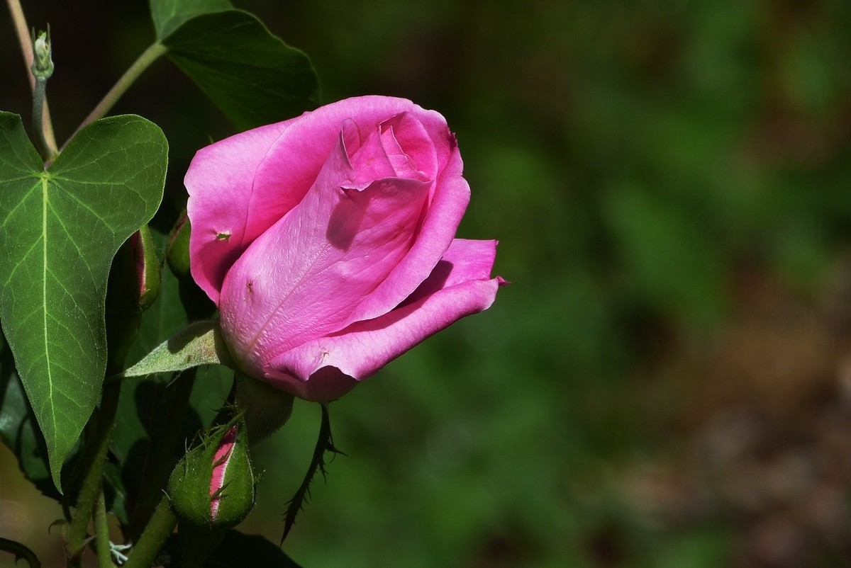 老卡片机仍然很不错的