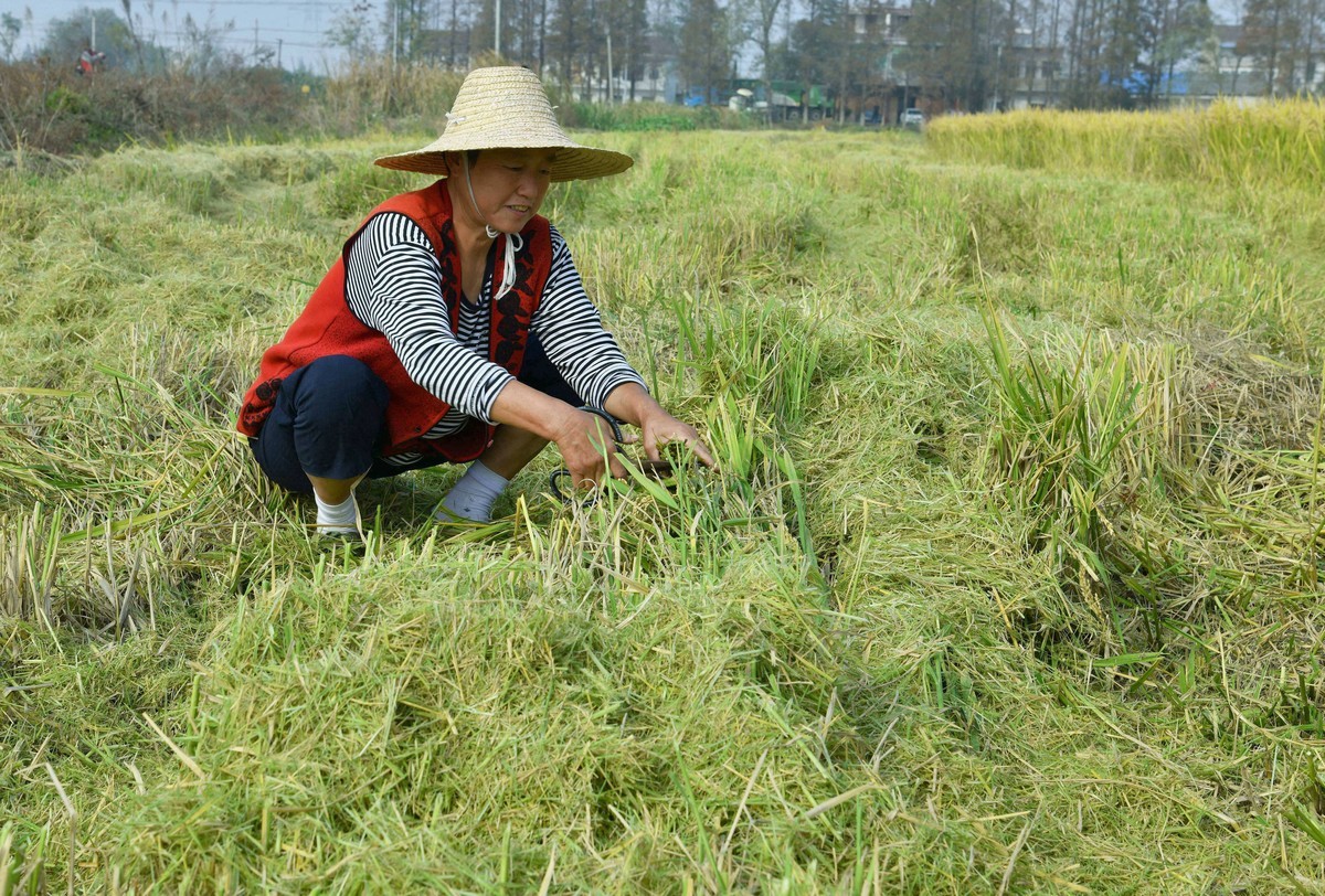 勤俭农民/拾稻穗