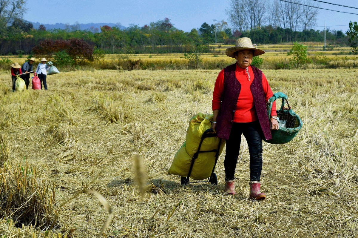 勤俭农民/拾稻穗
